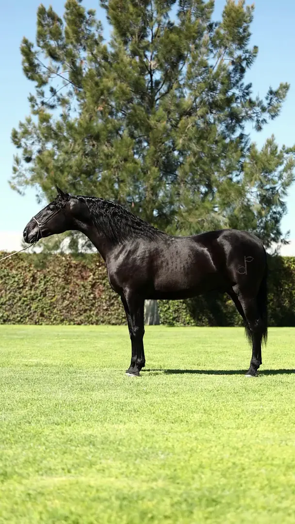 Quilate Zavi II